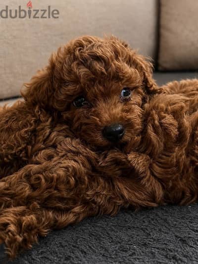 توي بودل toy poodle