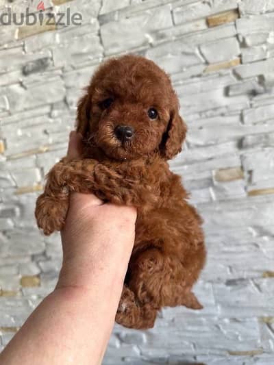 Poodle _puppy_poodle