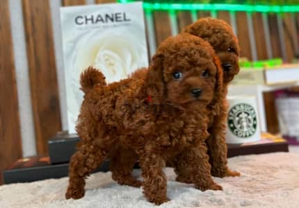 Tea cup poodle