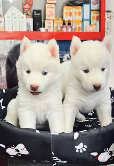 Samoyed Blue Eyes Mix Breed
