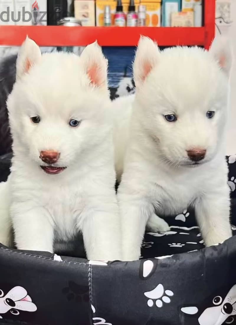 Samoyed Blue Eyes Mix Breed 1