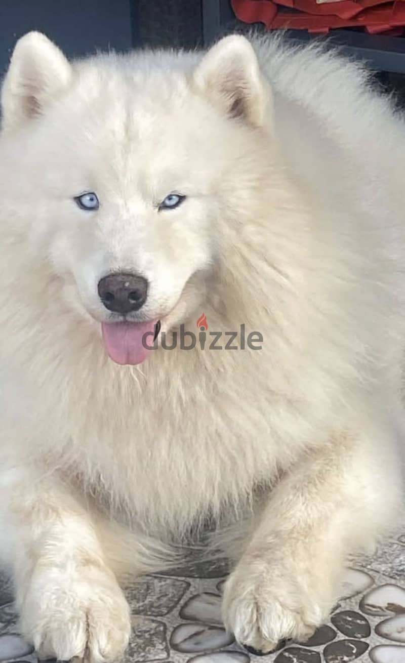 Samoyed Blue Eyes Mix Breed 2