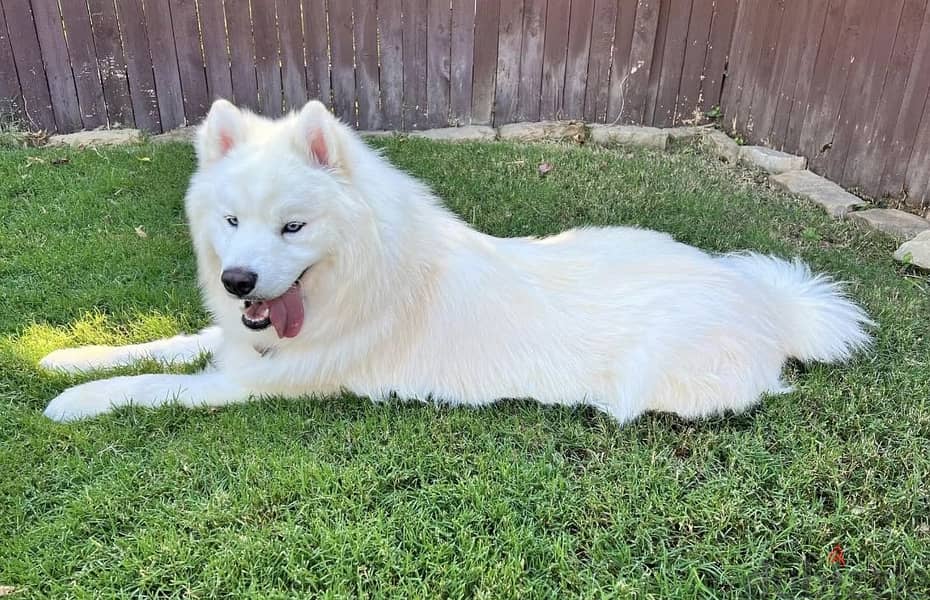 Samoyed Blue Eyes Mix Breed 3