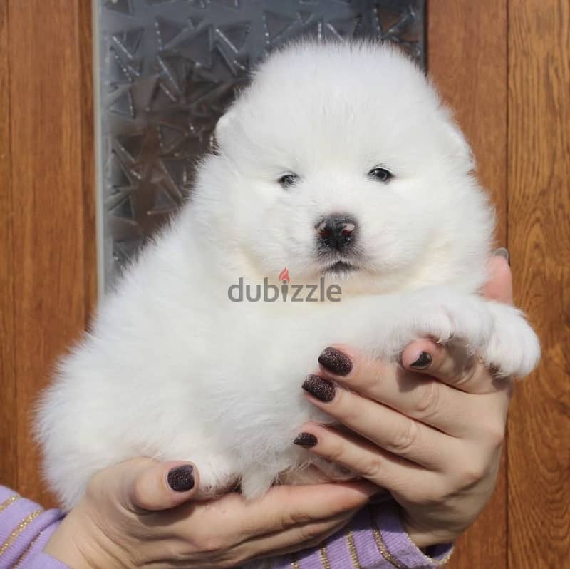 Samoyed Blue Eyes Mix Breed 4