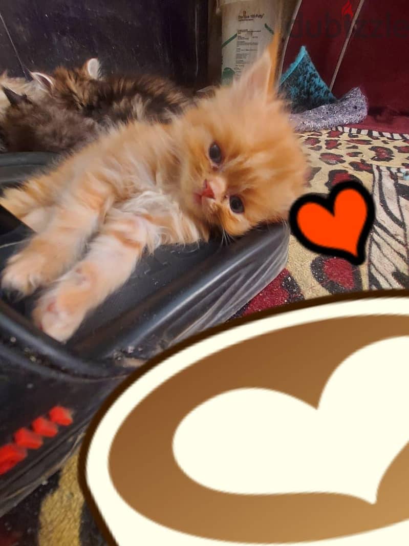 قط للبيع 4