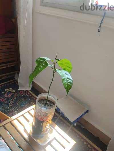 شجرة مانجو فونس. Mango. Fons Tree