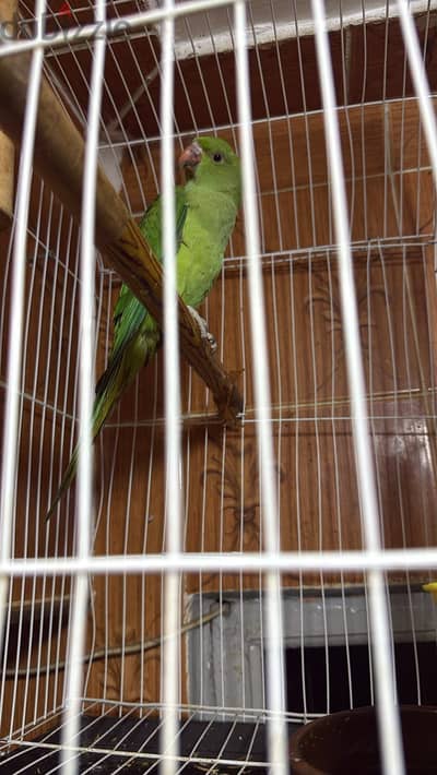 زغلول درة هندي