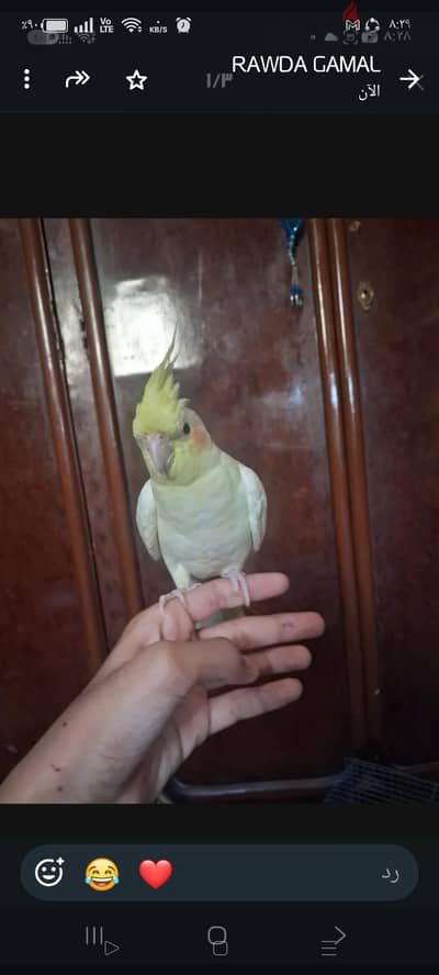 كوكتيل متكلم فرصه