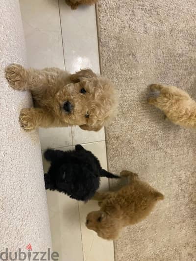 Toy poodle بدول
