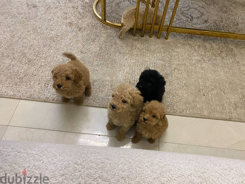 Toy poodleبودل 1