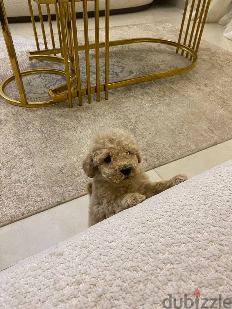 Toy poodleبودل 2