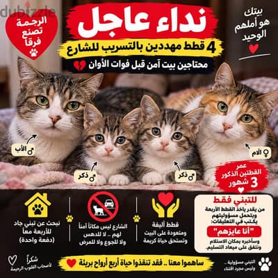 نداء عاجل 4 قطط مهددين بالتسريب في الشارع  محتاجين بيت أمن