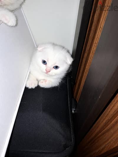قطة سكوتش فولد Scottish fold