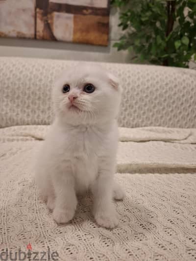سكوتش فولد بيضاء White Scottish fold
