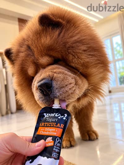 كلب اتشاو بيتي chow chow