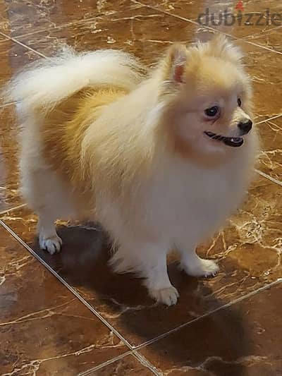 ولد pomeranian