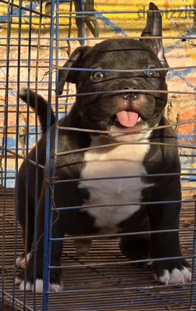 The absolute best male Bully is available.