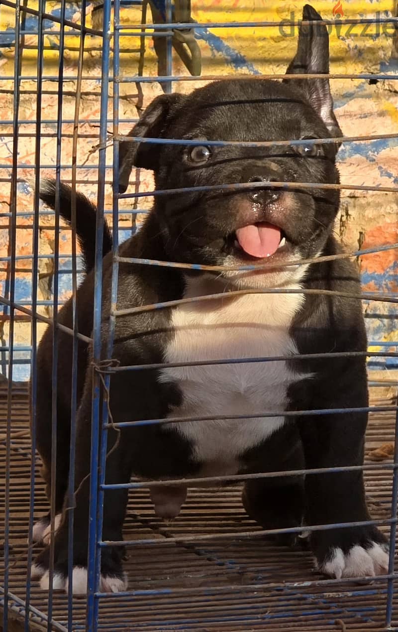 جرو كلب امريكان بولي ذكر (بيديجري) | Male American Bully Dog 4