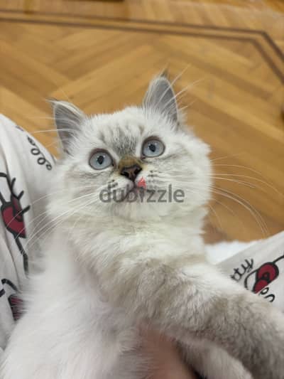 قطه انثى راغدول ثلاث شهور ragdoll