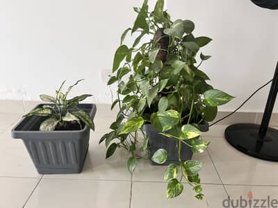 للبيع نباتات طبيعيه من ايكيا واصيص للبيع نباتات طبيعيه من ايكيا واصيص