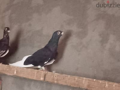 حمام للبيع