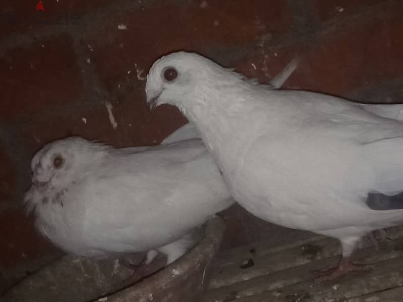 حمام للبيع 4