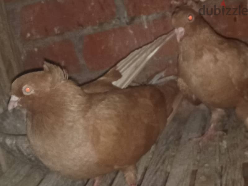 حمام للبيع 5