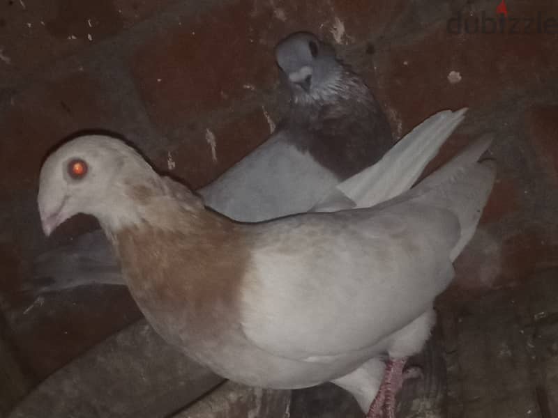 حمام للبيع 6