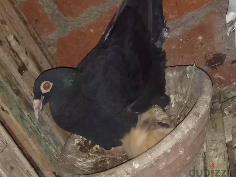 حمام للبيع 7