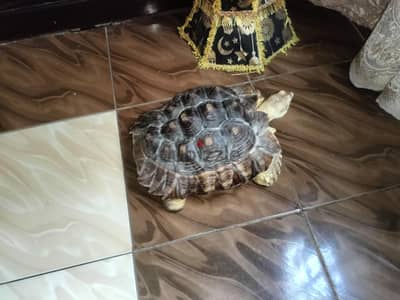 سلحفاه سوليكاتا 50 سم ناشطه جدا جدا شهيه مفتوحه بسم الله ما شاء الله
