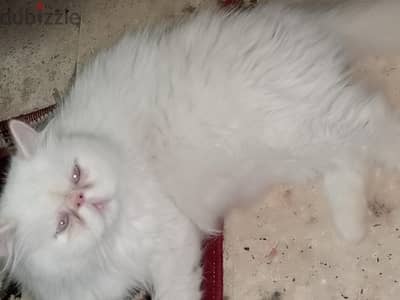 بنوته هيمالايا زرار توب ومعناها كيتن واحد عمره 18 يوم هيمالايا شوكليت