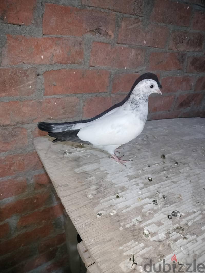 طيور  حمام 3