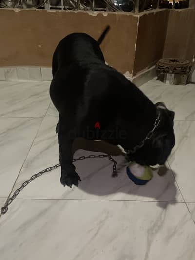 American bully