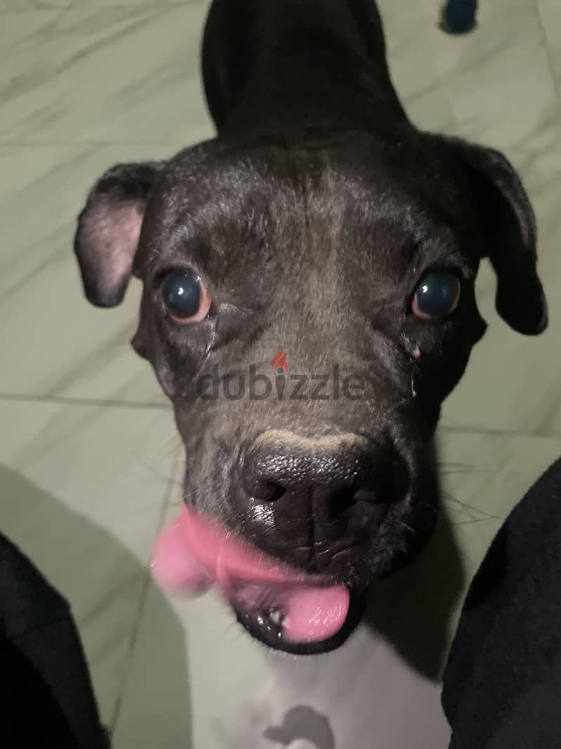 American bully 1