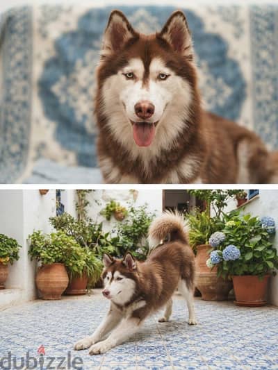 Husky | كلب هاسكي