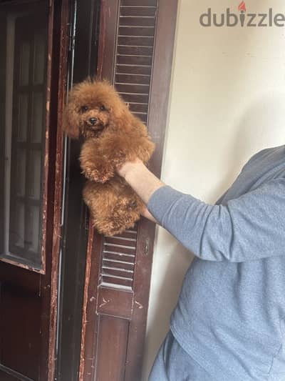  جراوي توي بودل | Toy Poodle Puppies