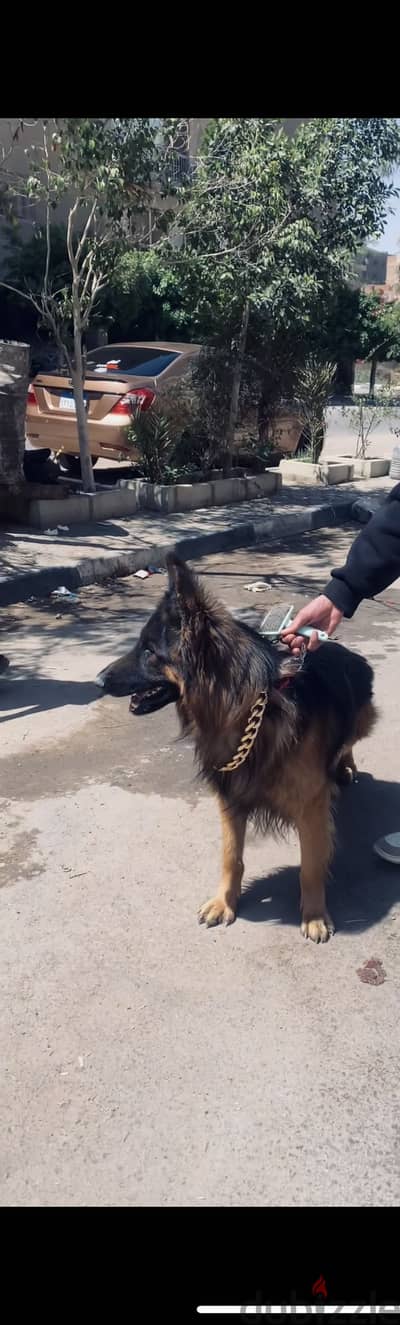 جيرمن شيبرد لونج هير