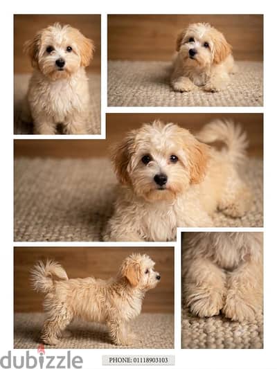 Cute Maltipoo Female