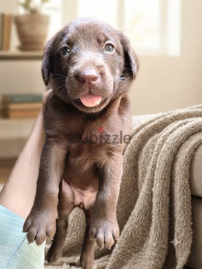 Females Labrador chocolate available