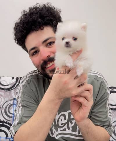 نتايه بومرينيان Pomeranian