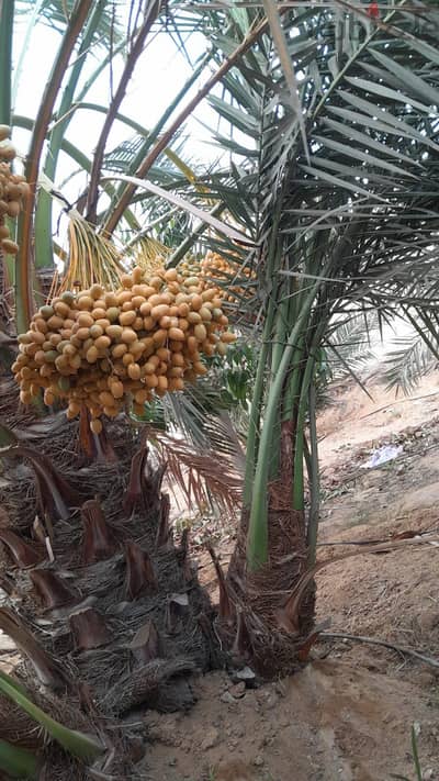 فسائل نخيل برحي