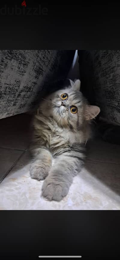 Female Kitten – 3.5 Month