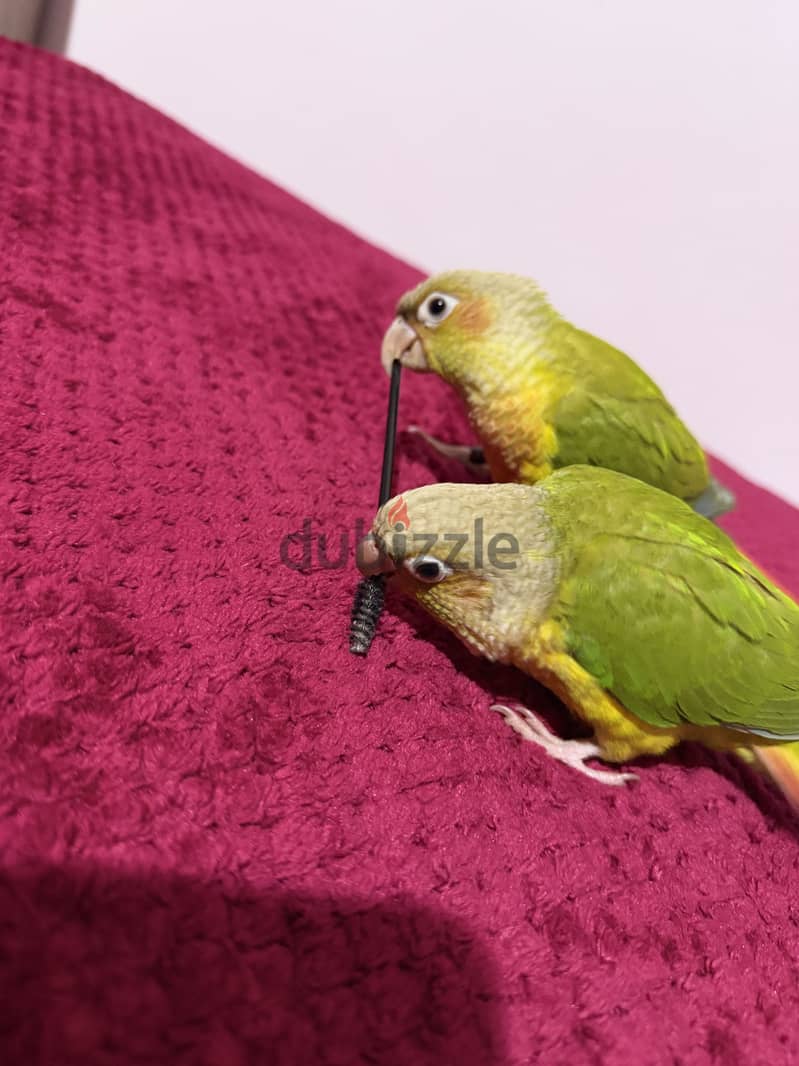 اتنين كنور ولد وبنت 1