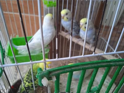 عصافير استرالى للبيع