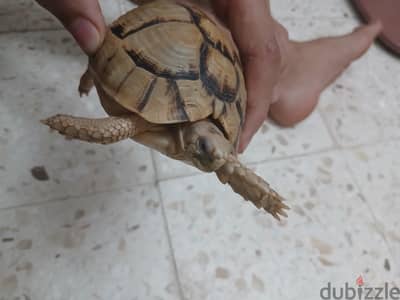 سحلفه جميله للبيع بسعر حلو