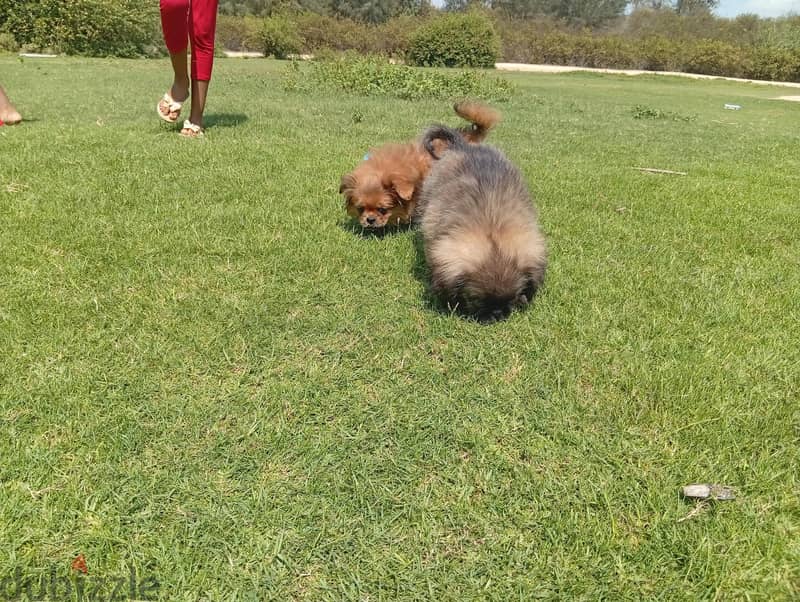 بيكنواة للبيع 1