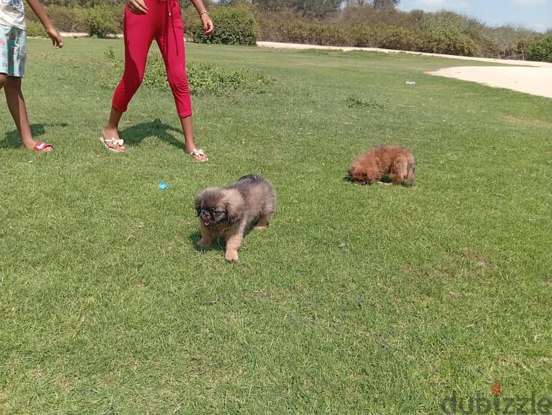 بيكنواة للبيع 2