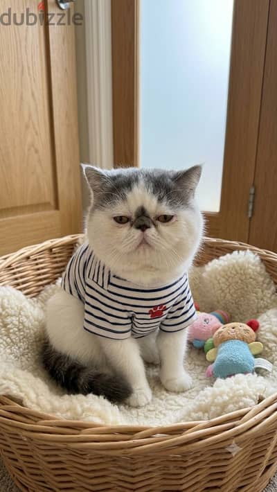 The most beautiful cat