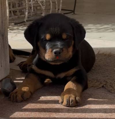 Top Pure blood line puppies (Rottweiler)