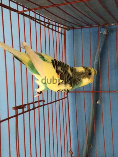 متاح باذن الله